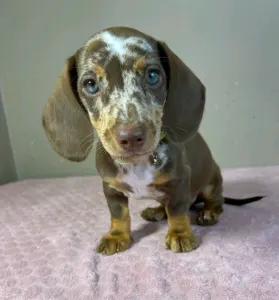 Dachshund - Ronald