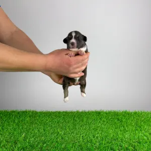 Australian Shepherd - Bastian