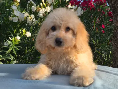 Cavapoo - Frakk
