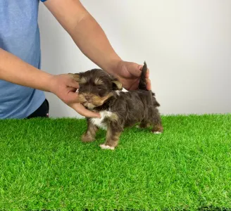 Yorkshire Terrier - Livius