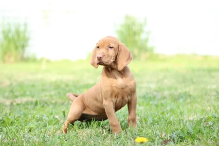 Hungarian Short-haired Vizsla - Repcsi