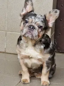 French Bulldog - Drahma