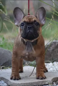 Französische Bulldogge - My Sweet Moments