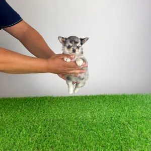 Chihuahua - Lindsay