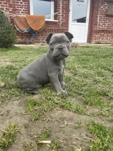 Francia bulldog - Bumi