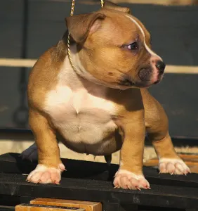 Amerikai Bully - Pocket - Kis Gepi