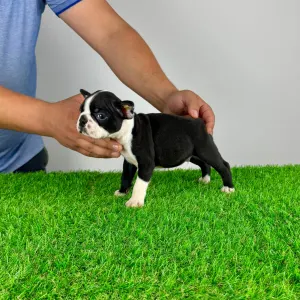 Boston Terrier - Yummy