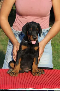 Dobermann - Ares Videre Fortis