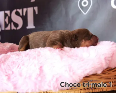 American Bully - XL - Choco Tricolor Pejsek 1