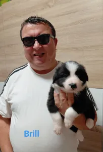 Border Collie - Brilliant