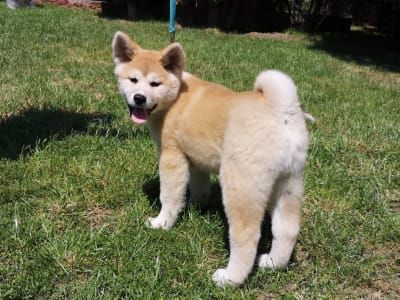 Akita Inu - Yuki Yanagi No Tani