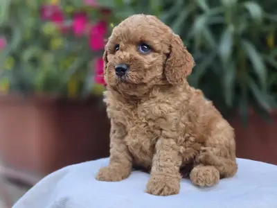 Cavapoo - Amigo