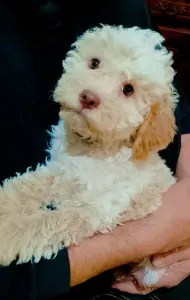 Romagna Water Dog - Lagotto Passion Aureate Callista