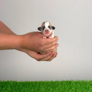 Pembroke Welsh Corgi - Yps