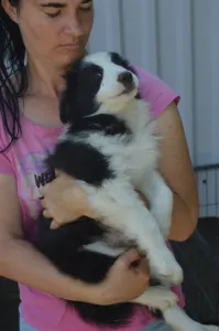 Border Collie - Piros Nyakörv/fekete Kan