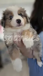 Миниатюрная американская овчарка - Arctic Sky Of Sparkles Of Joy
