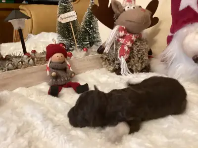 Romagna Water Dog - Buksi