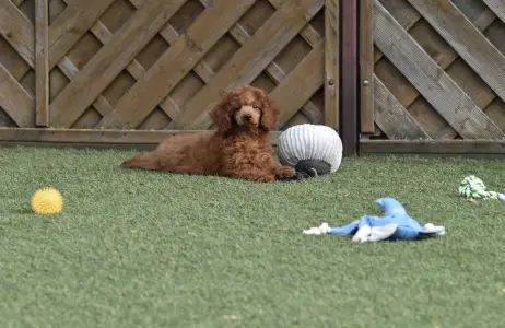 Caniche Nain - Bravados Azur