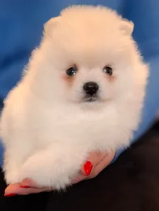 Pomeranian - Snow