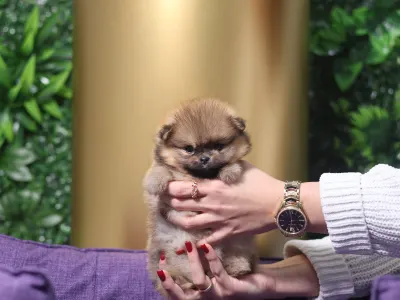 German Pomeranian Spitz - Mona๐ฉท