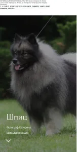 Wolfsspitz - Silver Whirl Boston Pride