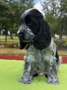 Cocker Spaniel anglais - Dancing Queen 