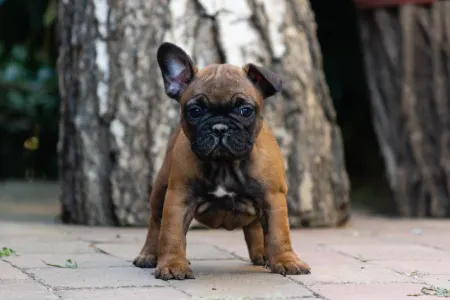 Französische Bulldogge - Black Pirate