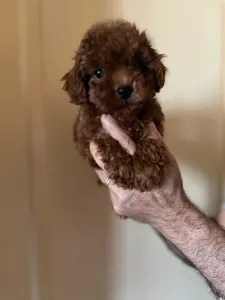 Poodle Toy - Poodle Toy F Red