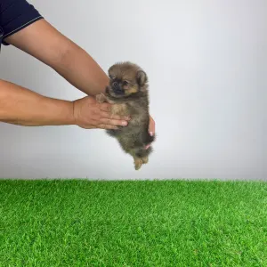 Pomeranian - Nina
