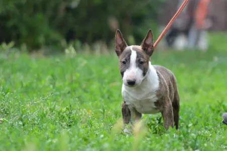 Bullterrier pitic - Nolan