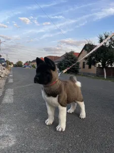 American Akita - Holly Of Tad Bears