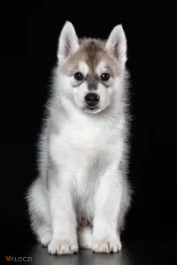 Szibériai husky - Saint Michael Island Born To Be Mine