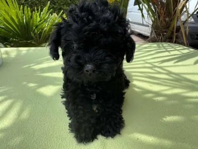 Maltipoo - Super Black