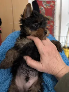 Yorkshire Terrier - Benett