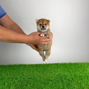 Shiba - Luigi