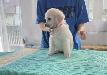 Grosspudel - Fortuna Avior Alina