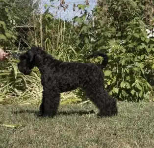 Kerry Blue Terrier - Badacsonyalja Daire Blue Pride