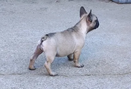 French Bulldog - Wendy