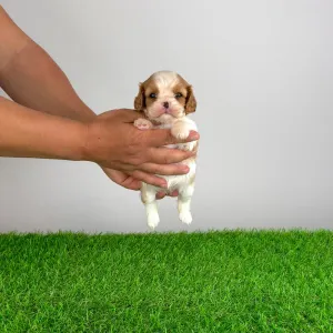 Cavalier King Charles Spaniel - Kyrill