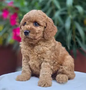 Cavapoo - Amigo