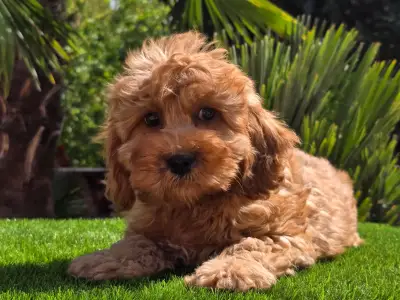 Cavapoo - Mendosa