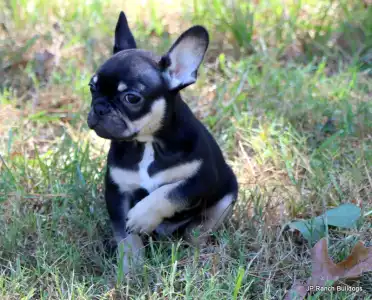 Französische Bulldogge - Eddie