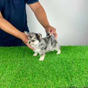 Chihuahua - Lindsay