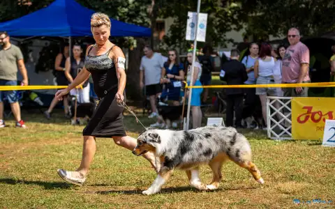 Australian Shepherd - Budnat Aussies