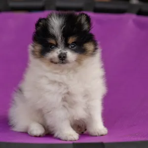 Pomeranian - Maddie