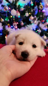 Siberian Husky - Rubin Of Polar Moonlights