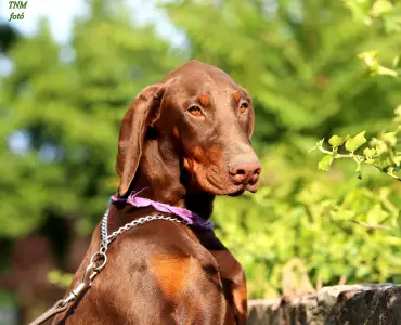 Dobermann - Liliom Male