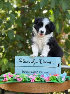 Border Collie - Legacy Live Forever Pieces Of A Dream