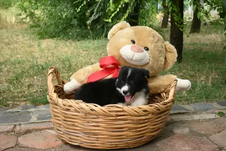 Border Collie - Dazzling Borders Braveheart