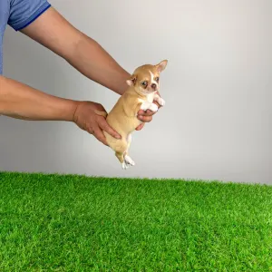 Chihuahua - Zimba 
